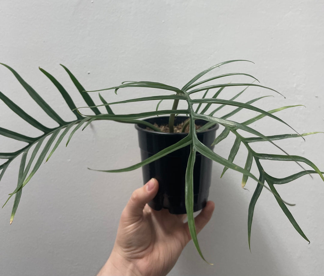 Philodendron Tortum