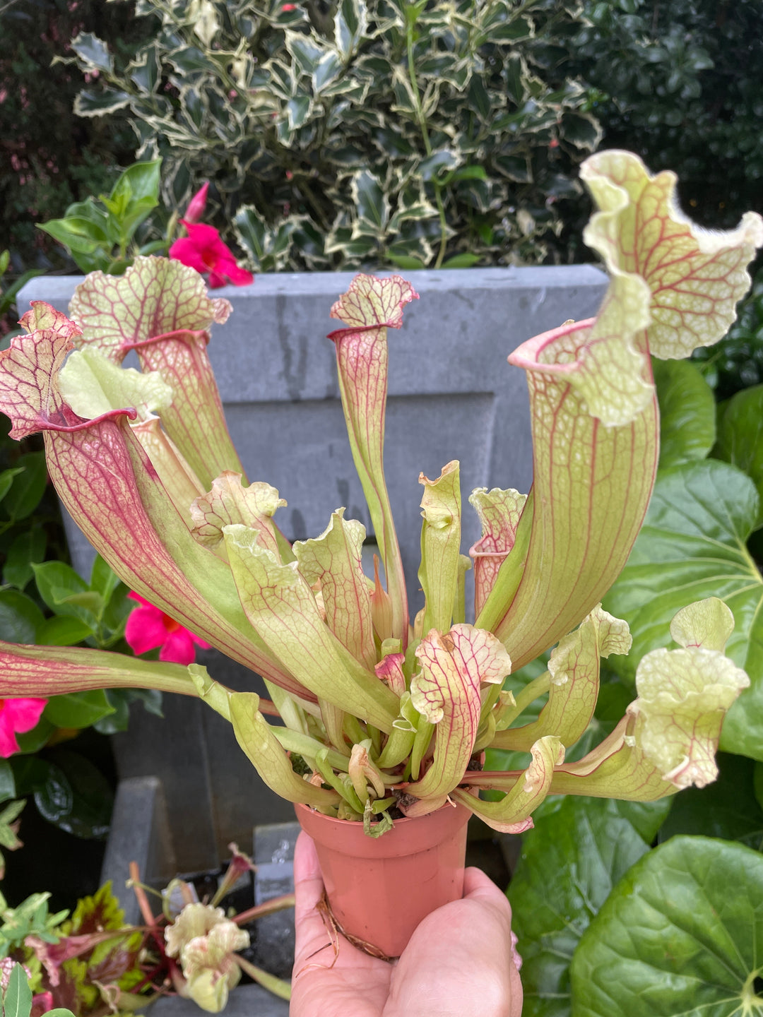 Pitcher Plant