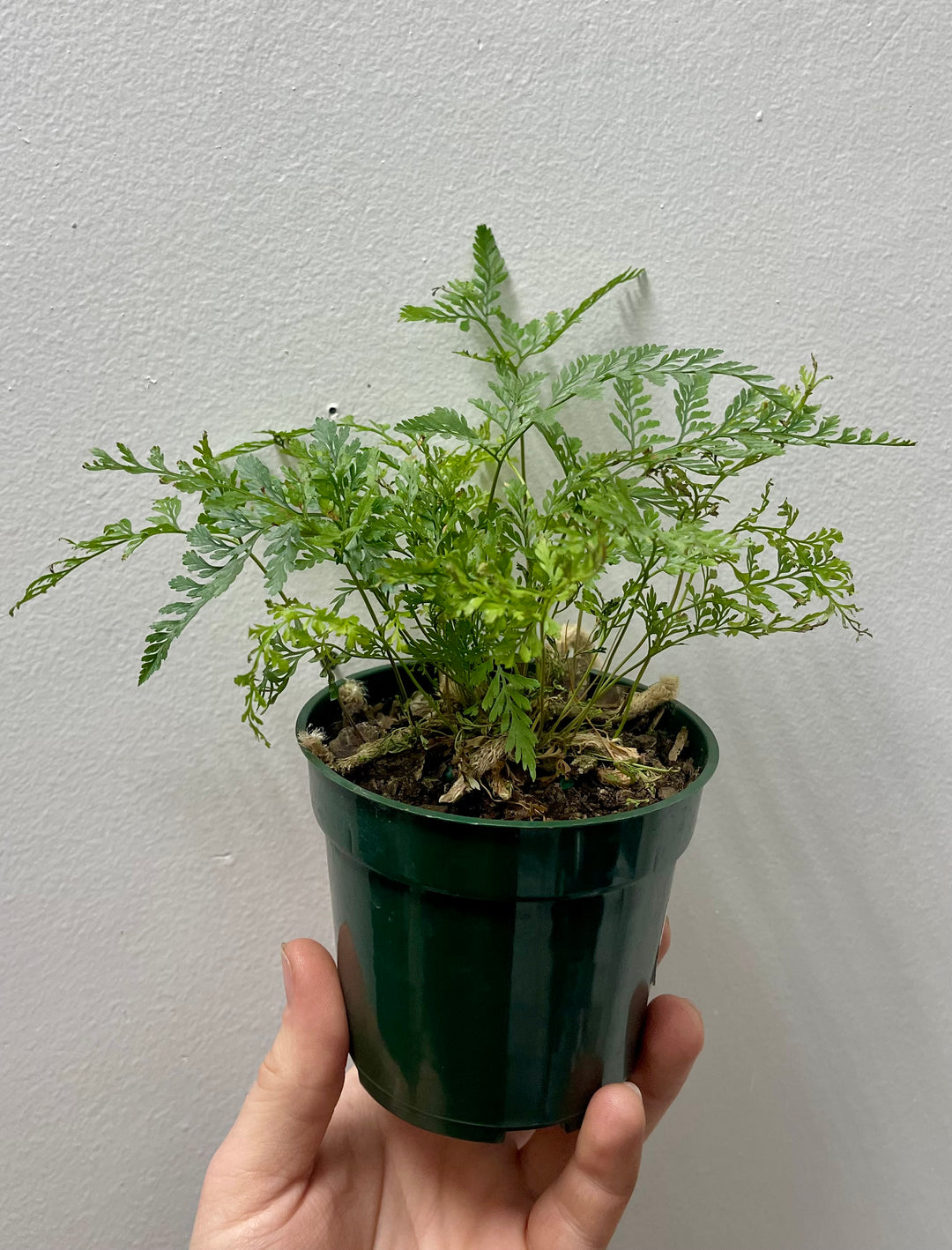 Rabbit's Foot Fern