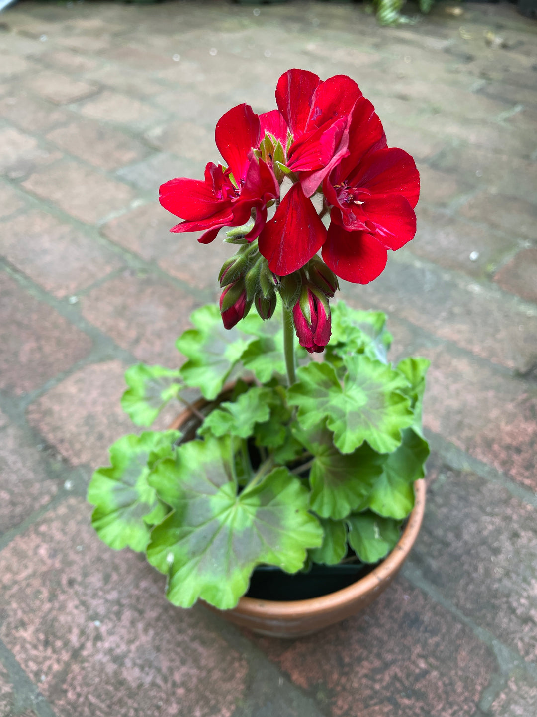 Geranium Dynamo Red Dark