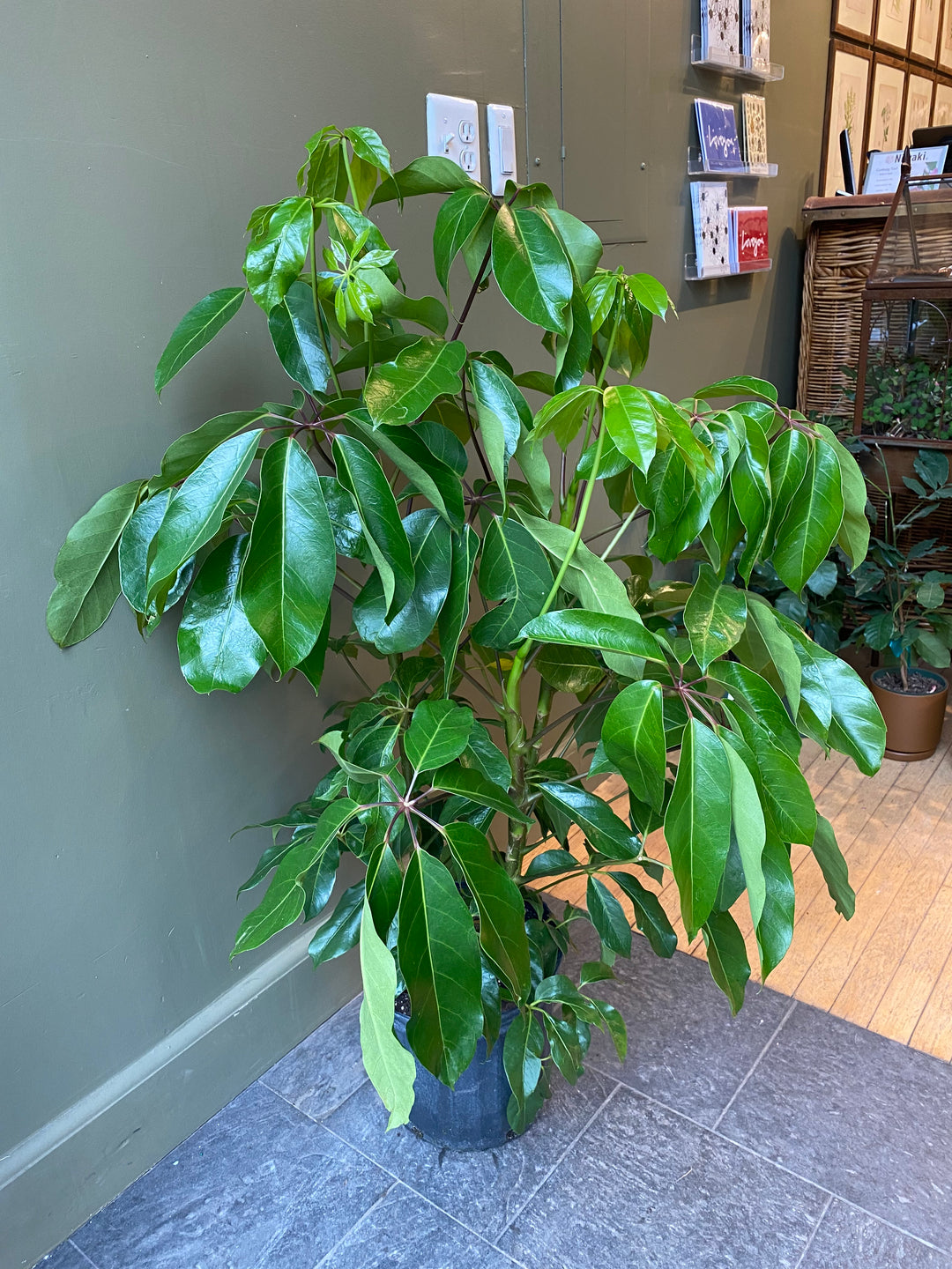 Schefflera 'Amate’