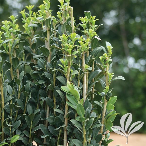 Sky Pencil Holly
