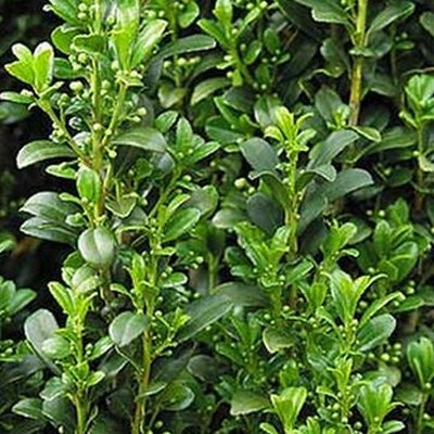 Sky Pencil Holly