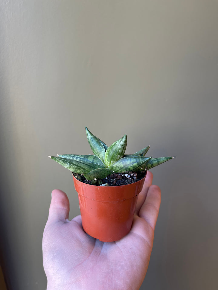 Snake Plant