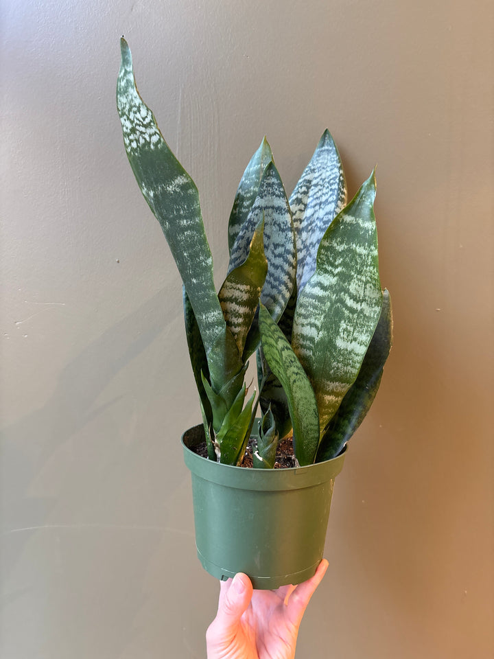 Snake Plant