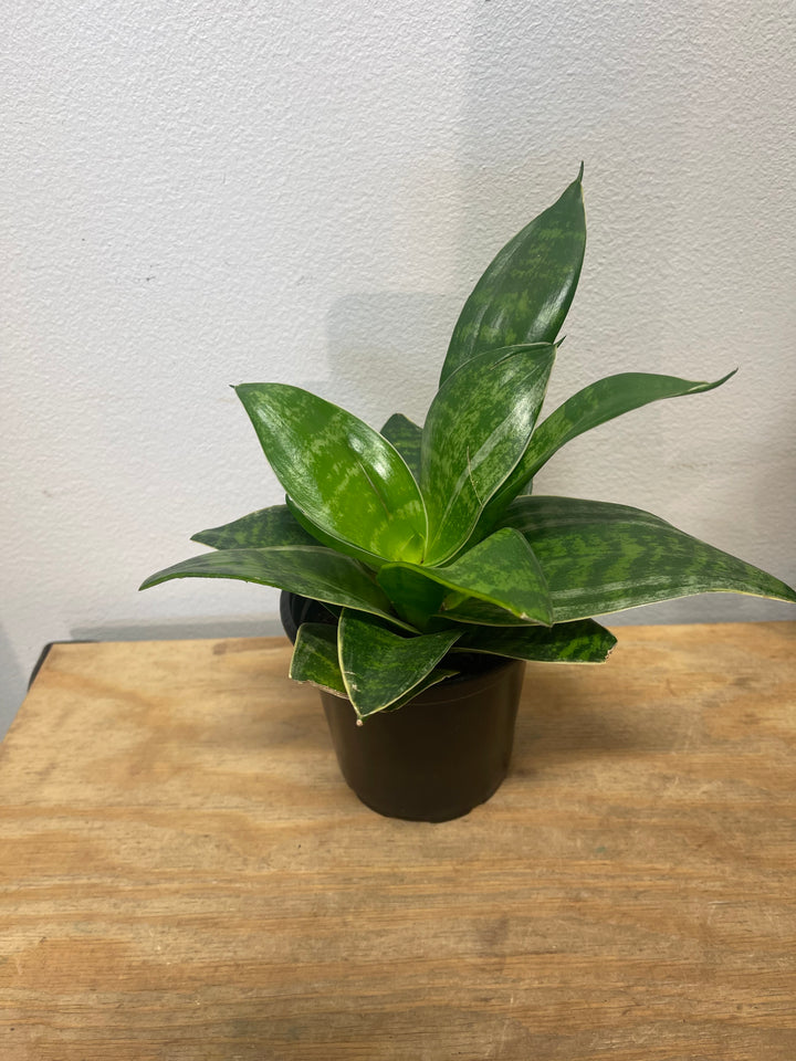 Snake Plant