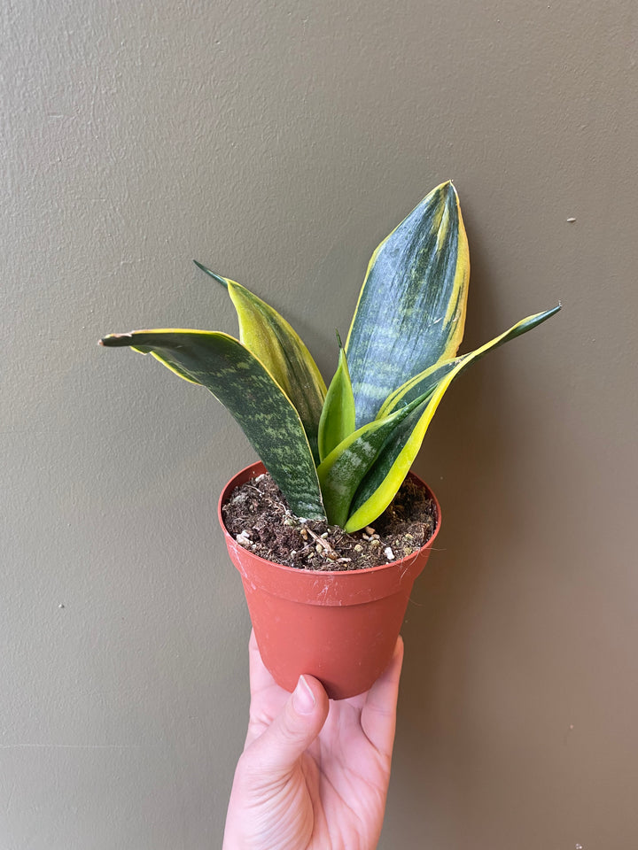 Snake Plant