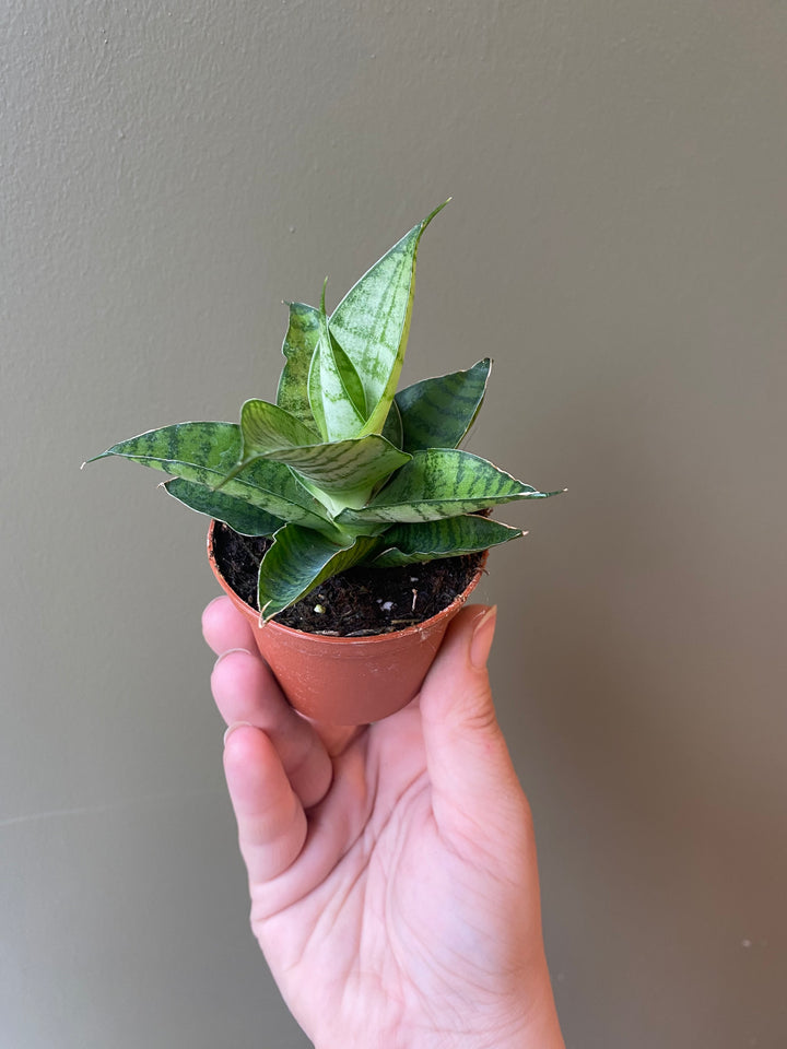 Snake Plant