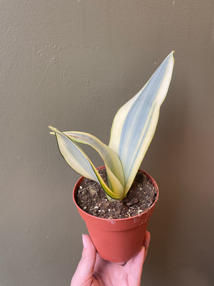 Snake Plant