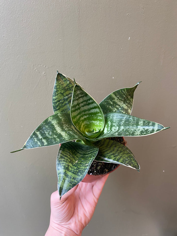 Snake Plant