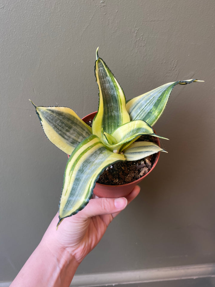 Snake Plant