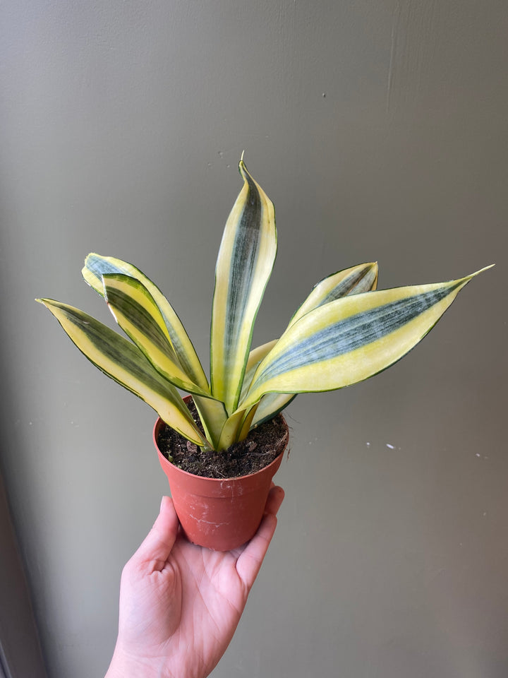 Snake Plant