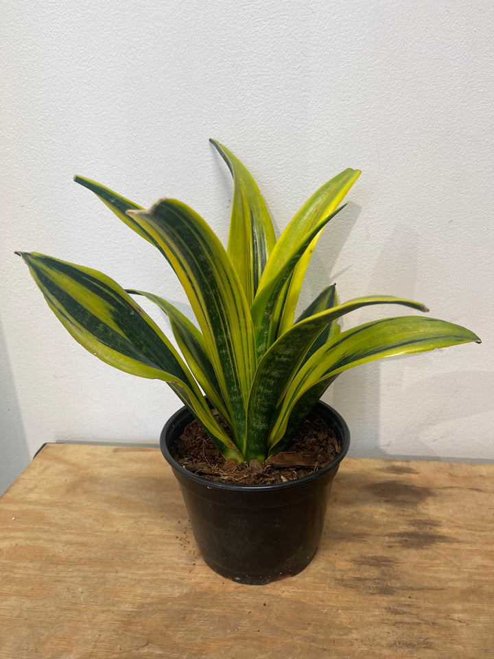 Snake Plant
