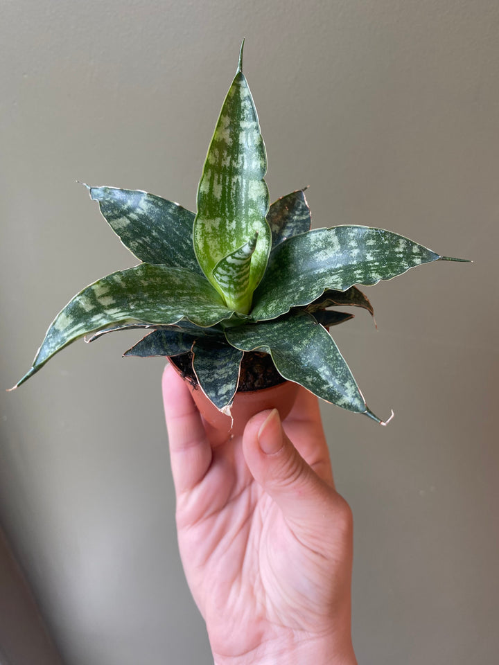 Snake Plant