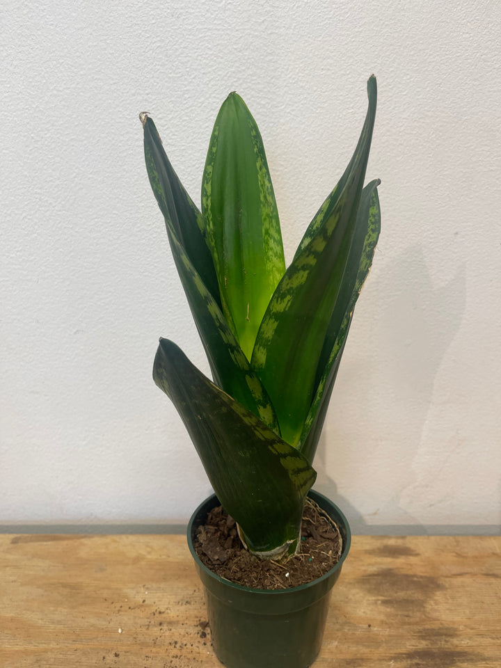 Snake Plant