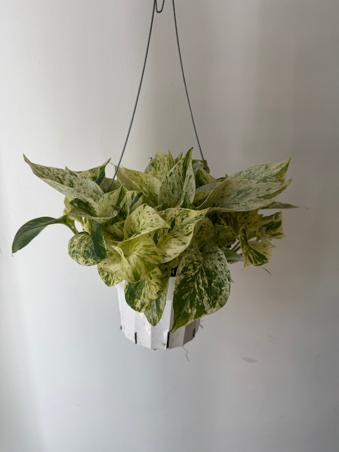 Snow Queen Pothos