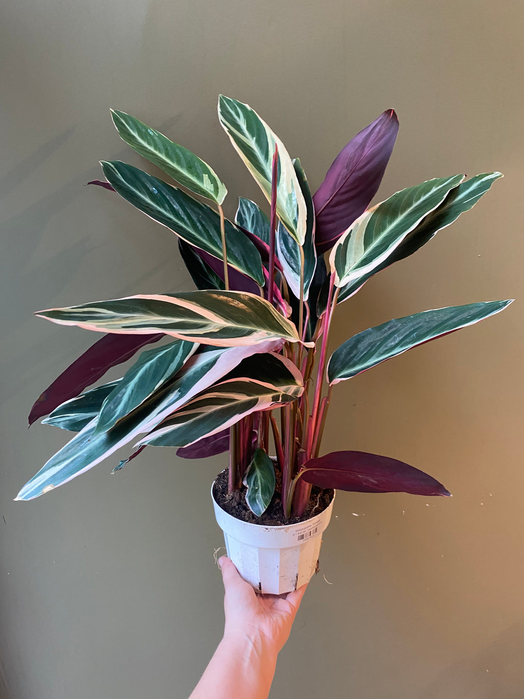 Stromanthe Triostar