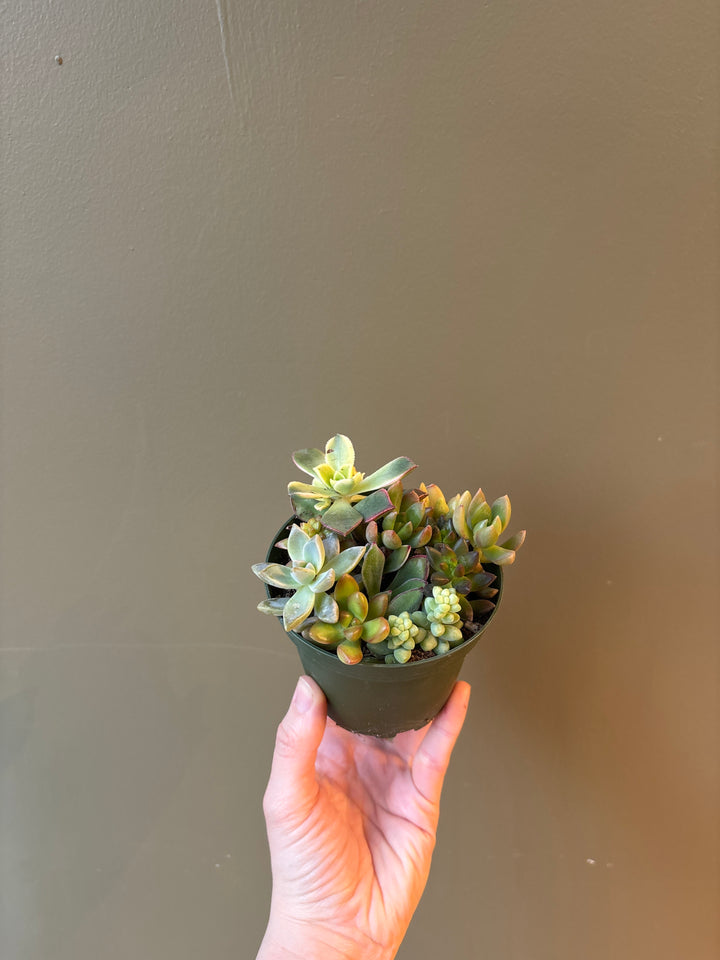 Succulent, Assorted