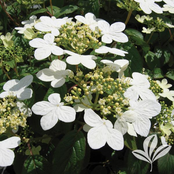 Summer Snowflake Viburnum