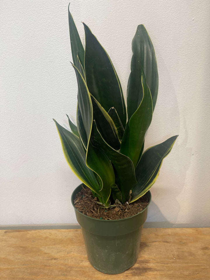 Snake Plant