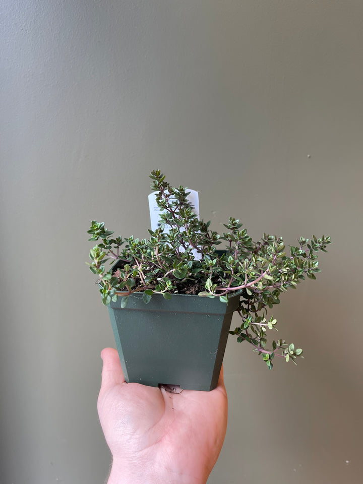 Herbs