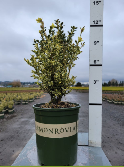 Variegated English Boxwood