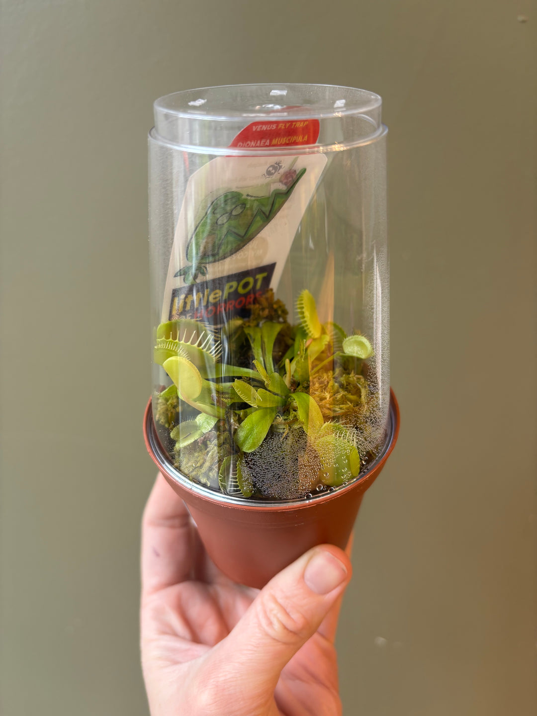 Venus Fly Trap