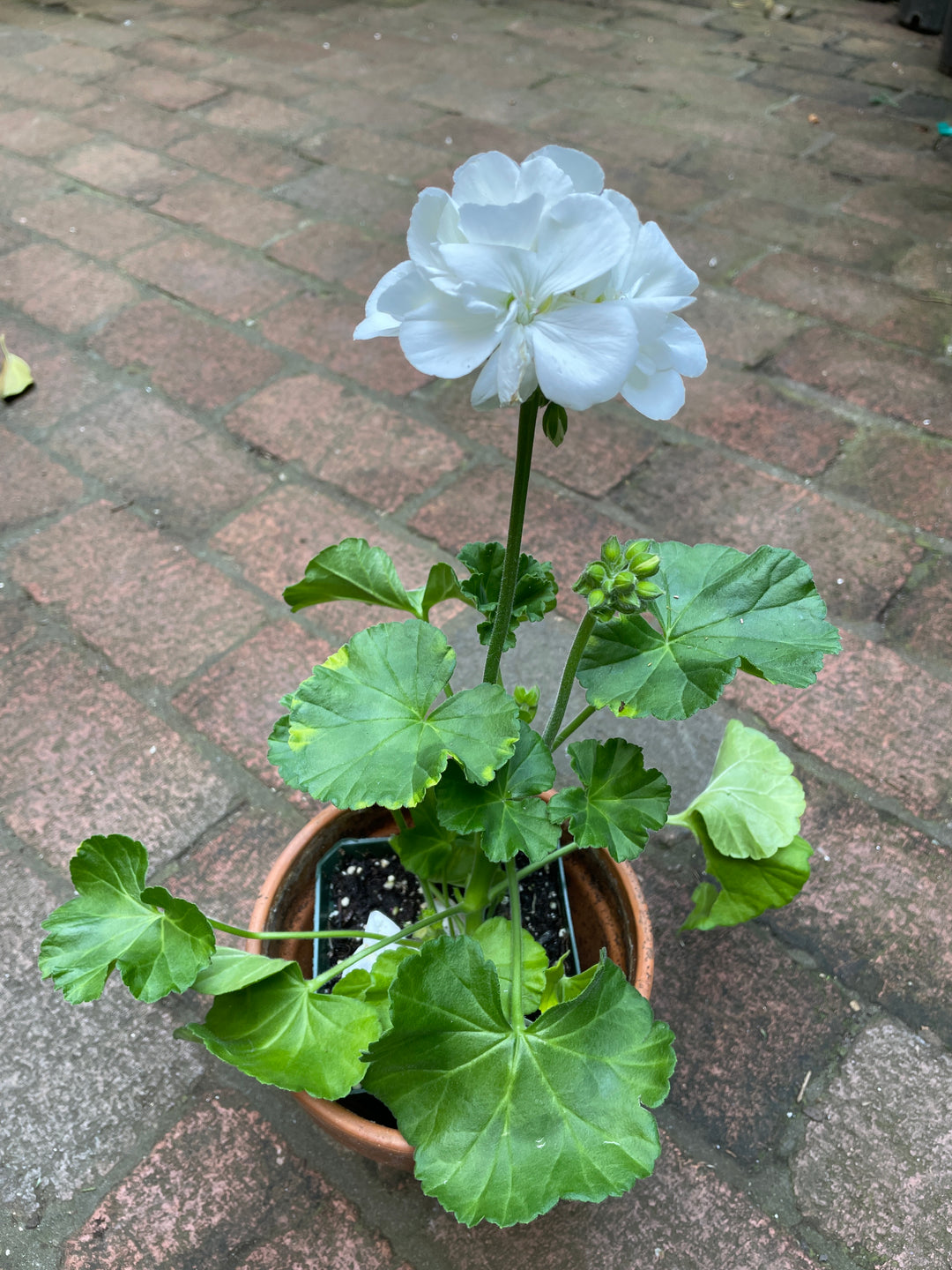 Geranium Zonal Dynamo White