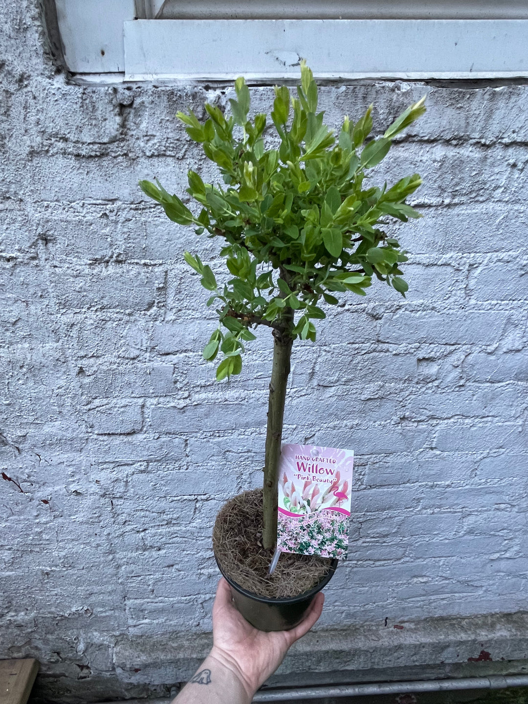 Willow 'Pink Beauty'