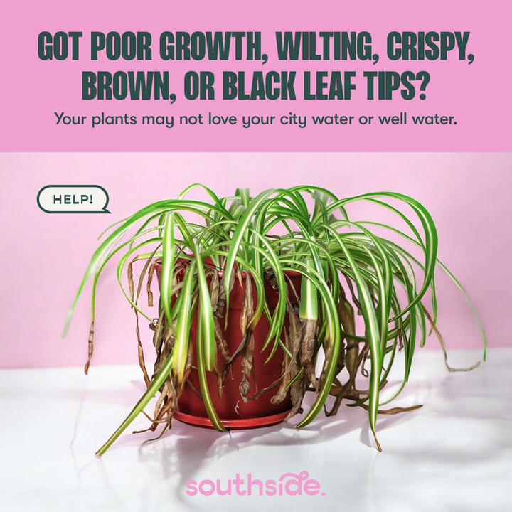 Houseplant Tap Water Conditioner