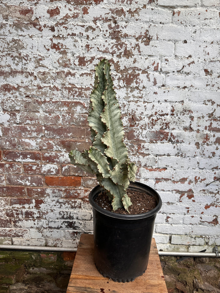 Euphorbia Ammak (Variegated)