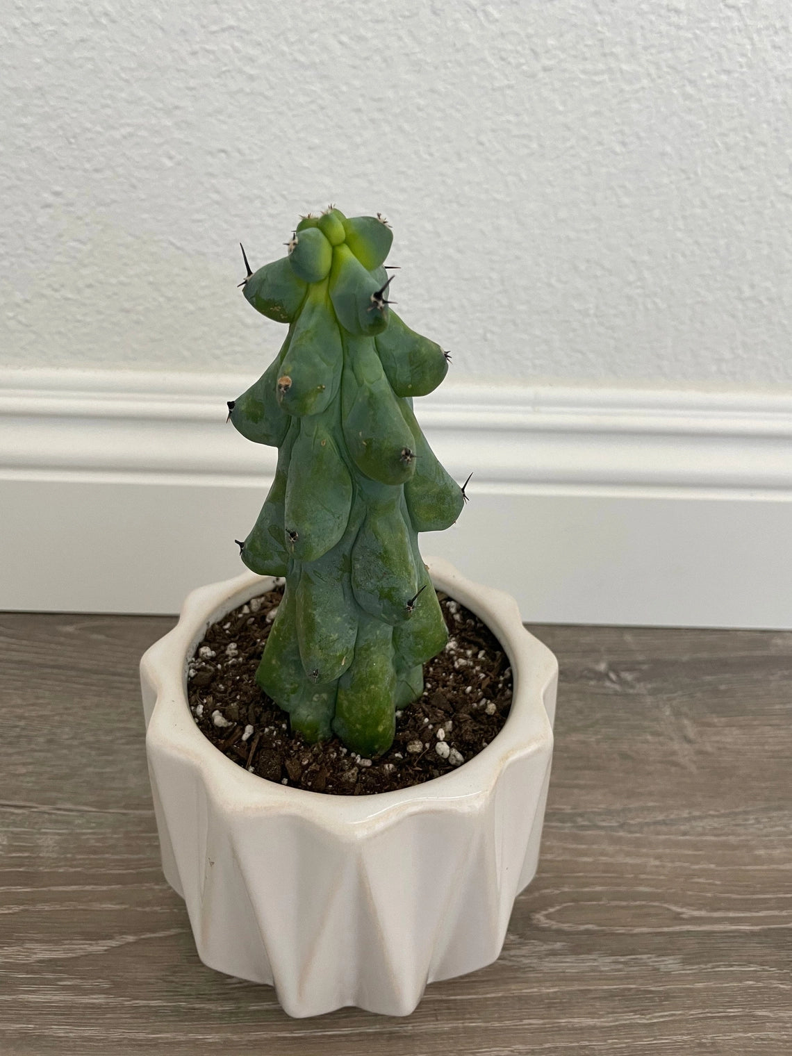 Boob Cactus
