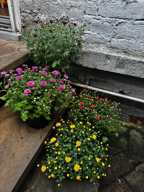 Garden Mum
