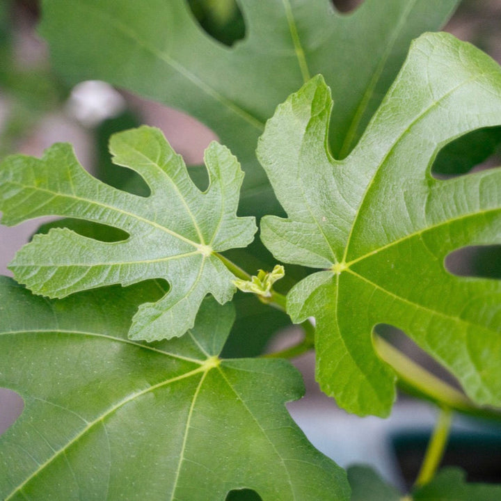 Little Miss™ Figgy