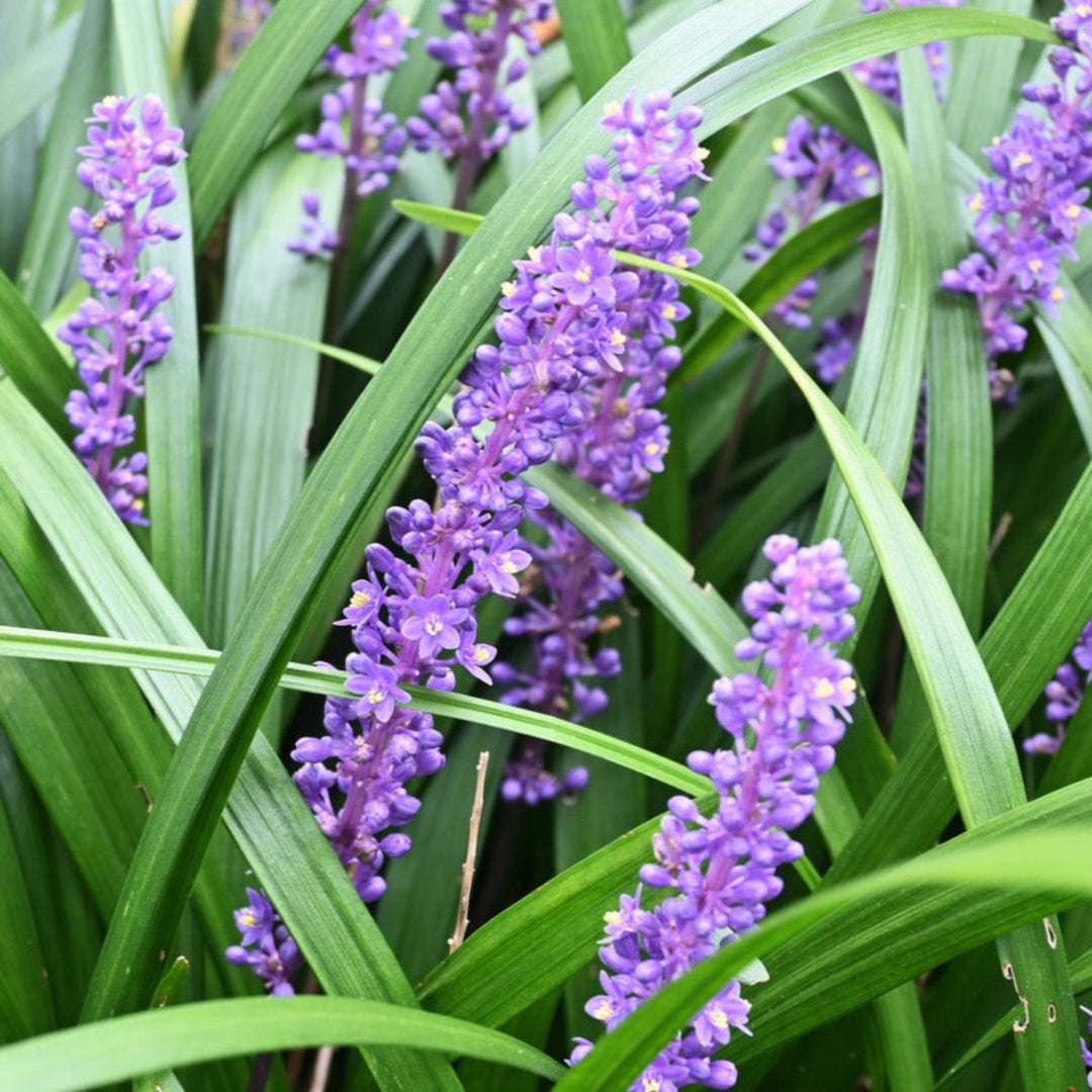 Purple Explosion™ Lilyturf