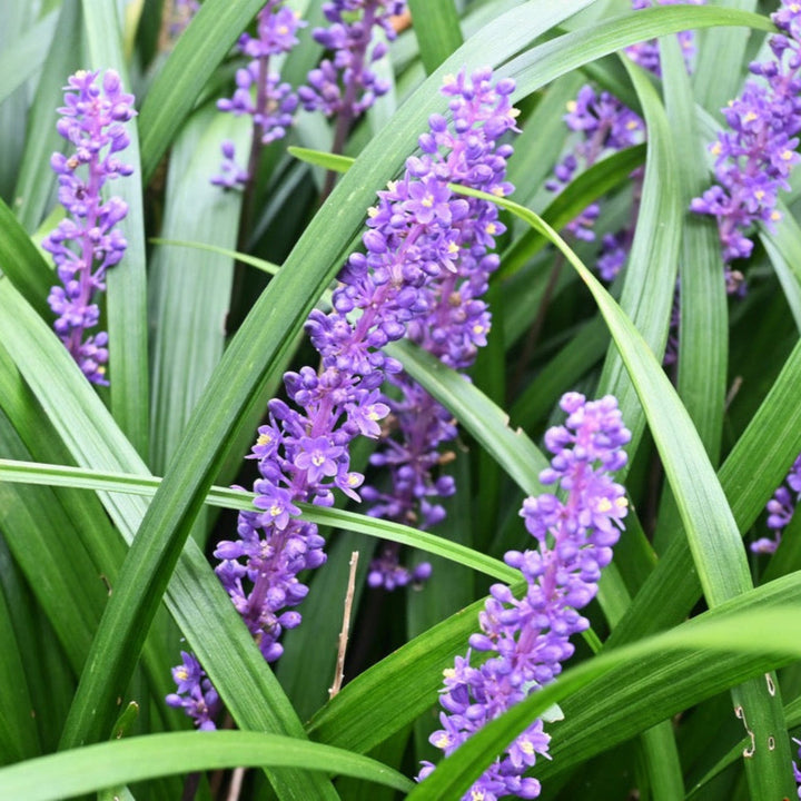 Purple Explosion™ Lilyturf