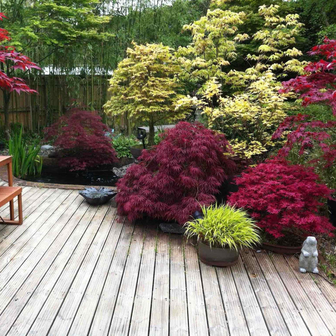 Red Dragon Japanese Maple Tree