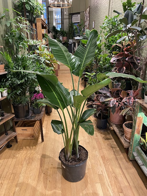 Bird of Paradise