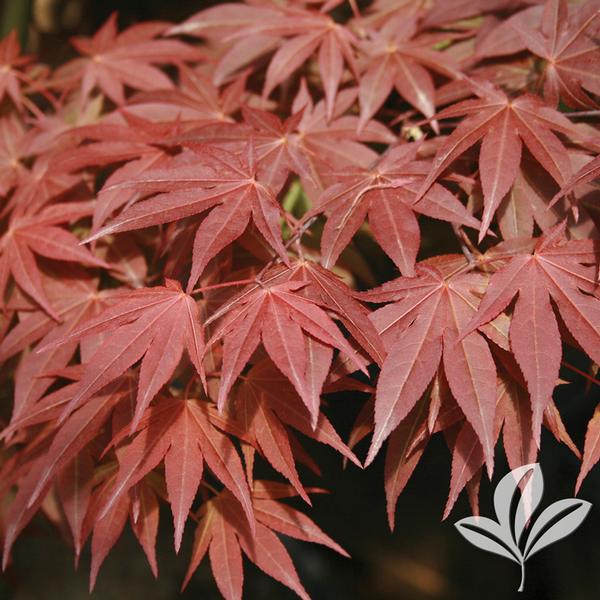 Oshio-Beni Japanese Maple