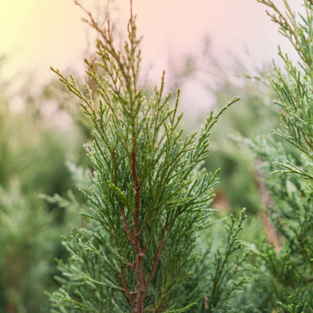 Brodie Eastern Red Cedar