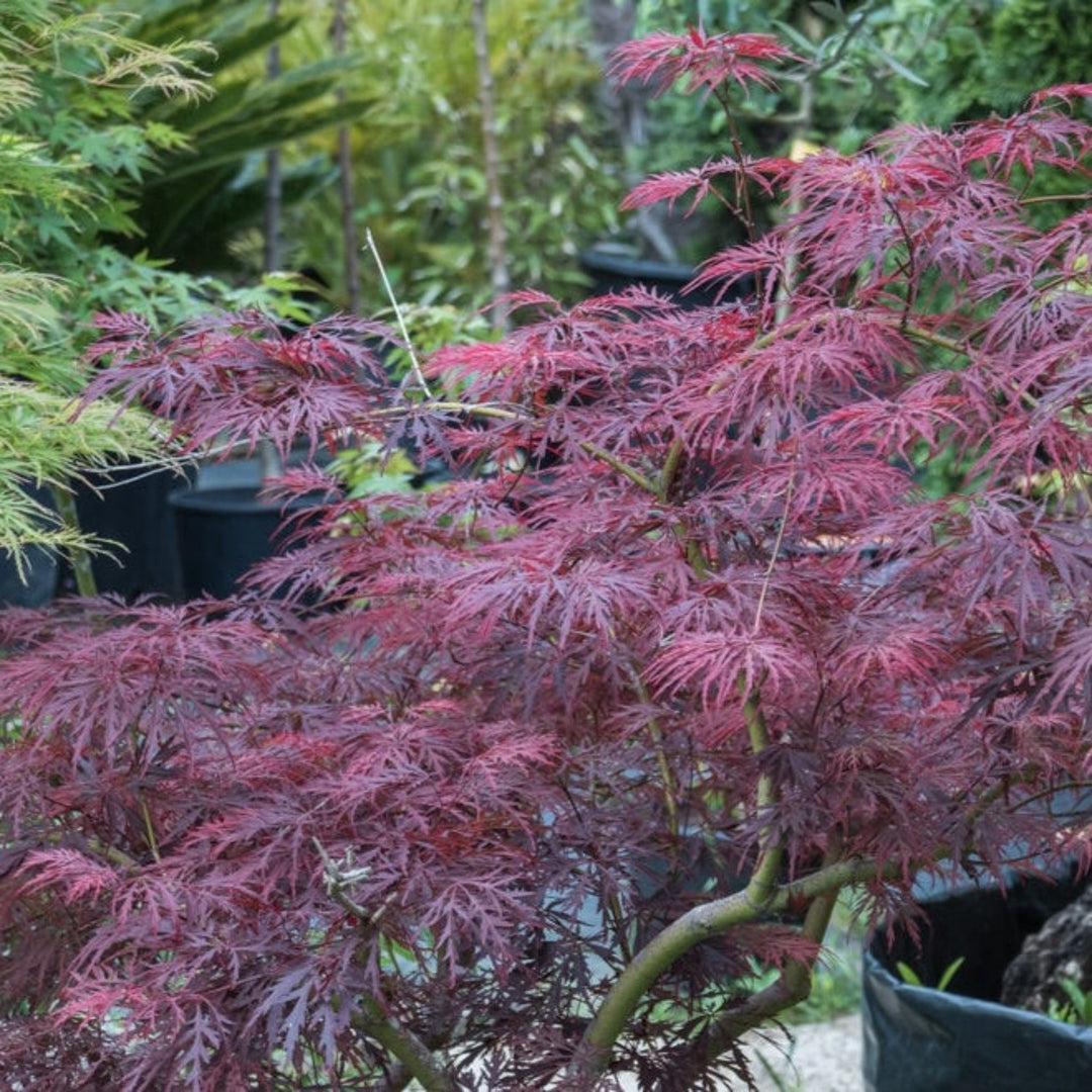 Red Dragon Japanese Maple Tree