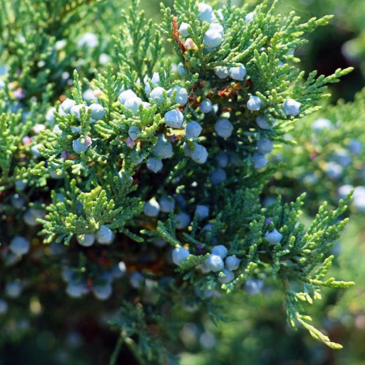 Brodie Eastern Red Cedar