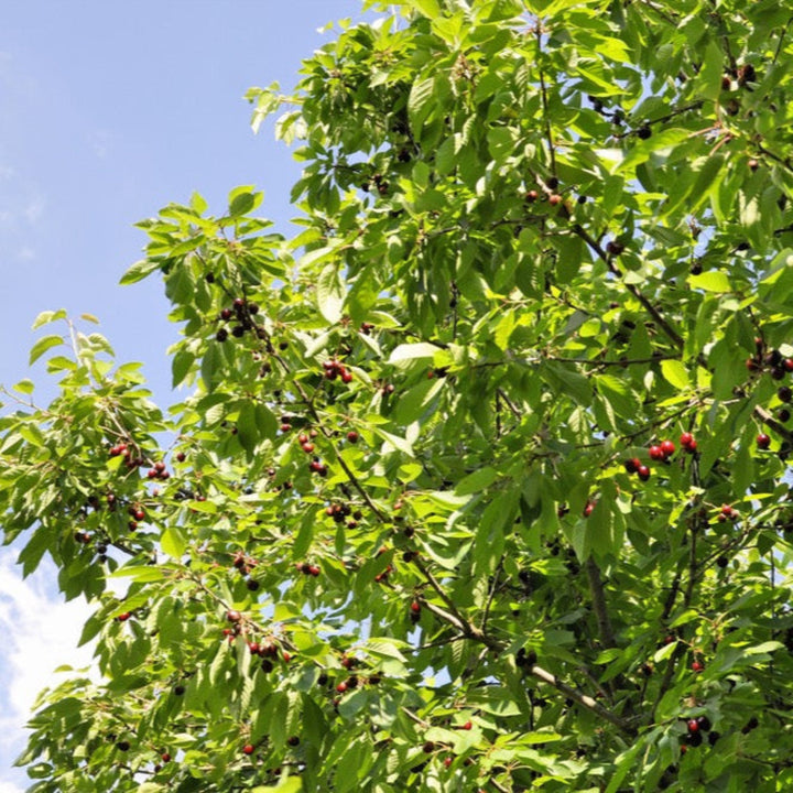 Bing Cherry Tree
