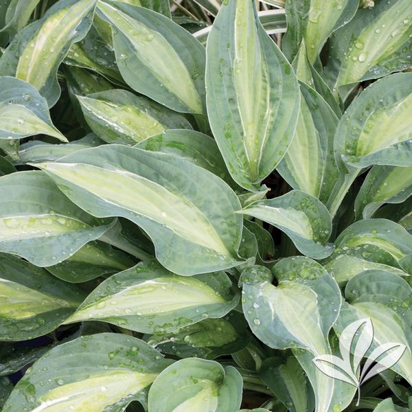 Striptease Hosta