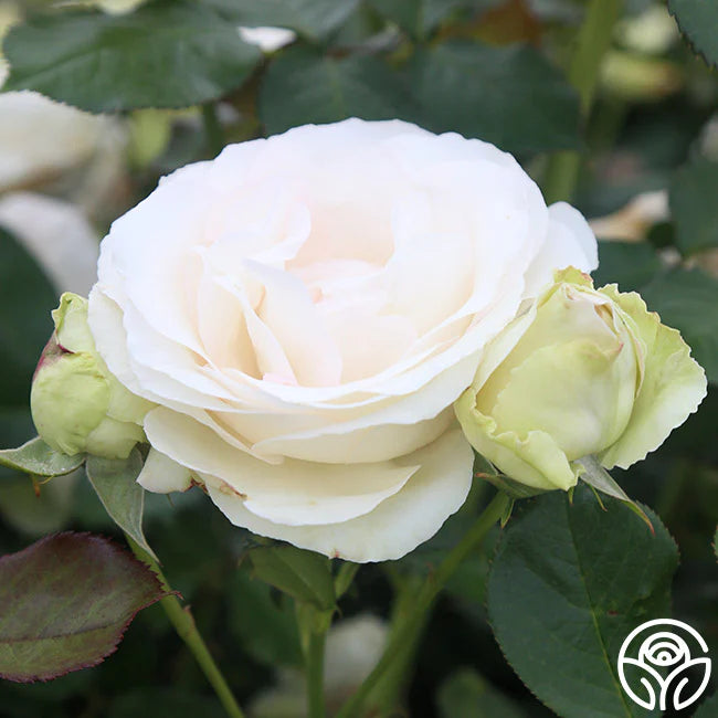 White Eden Climber Rose