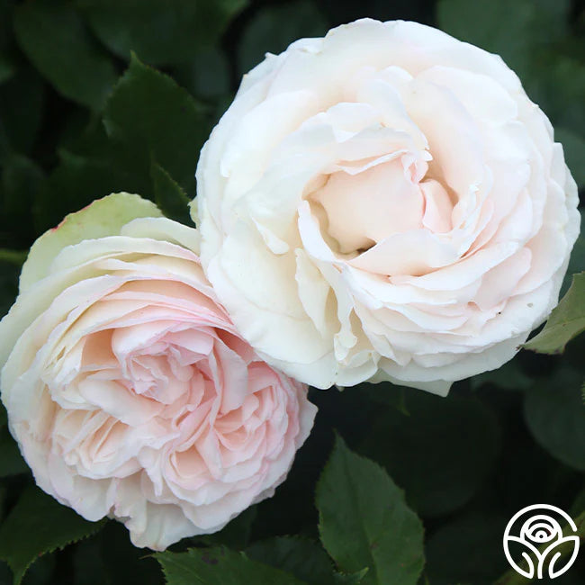 White Eden Climber Rose