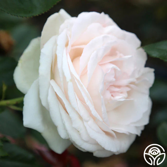 White Eden Climber Rose