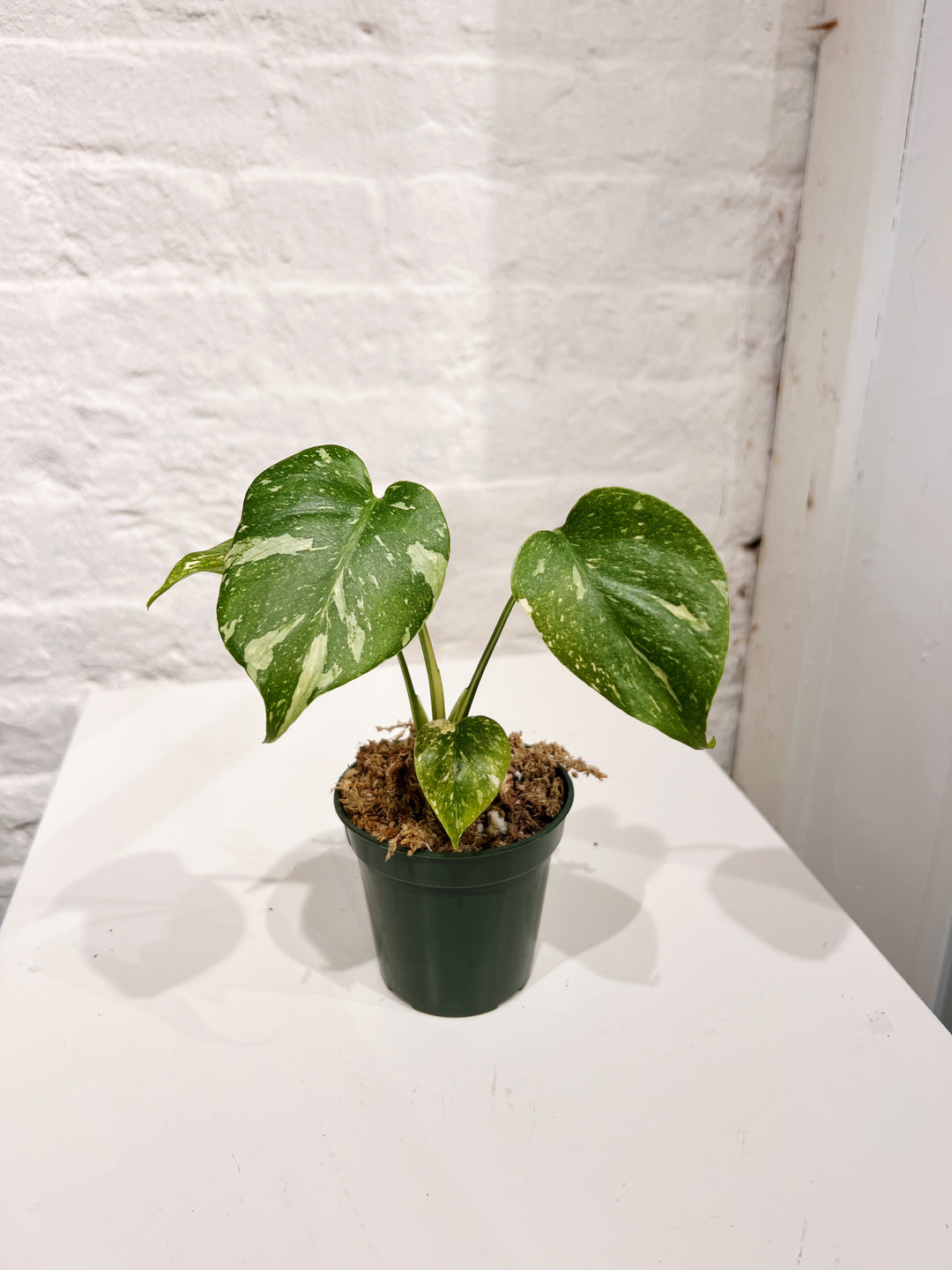 Monstera Thai Constellation
