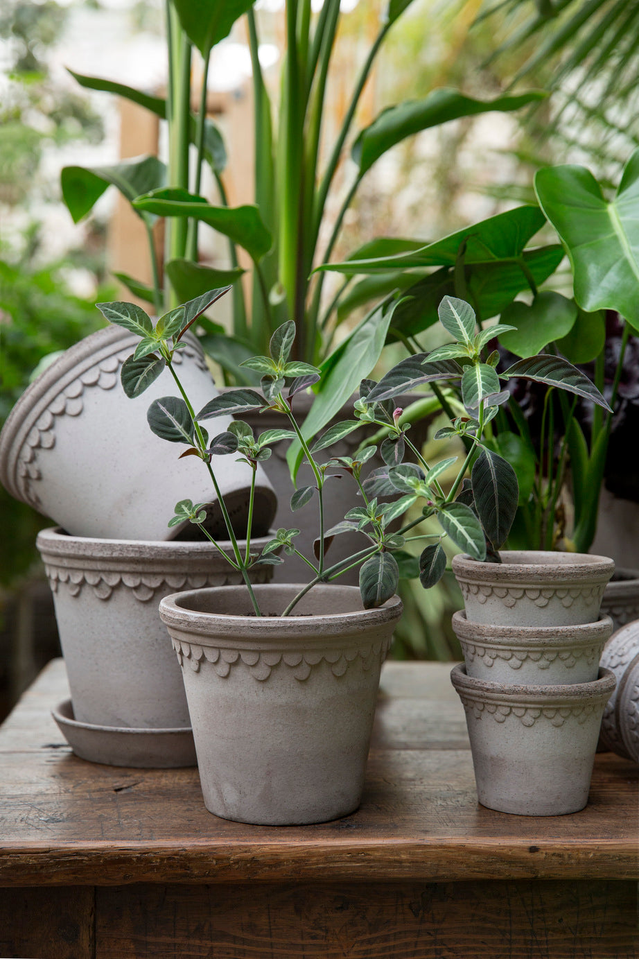 bergs potter plant pot Bergs Double Scallop Pot