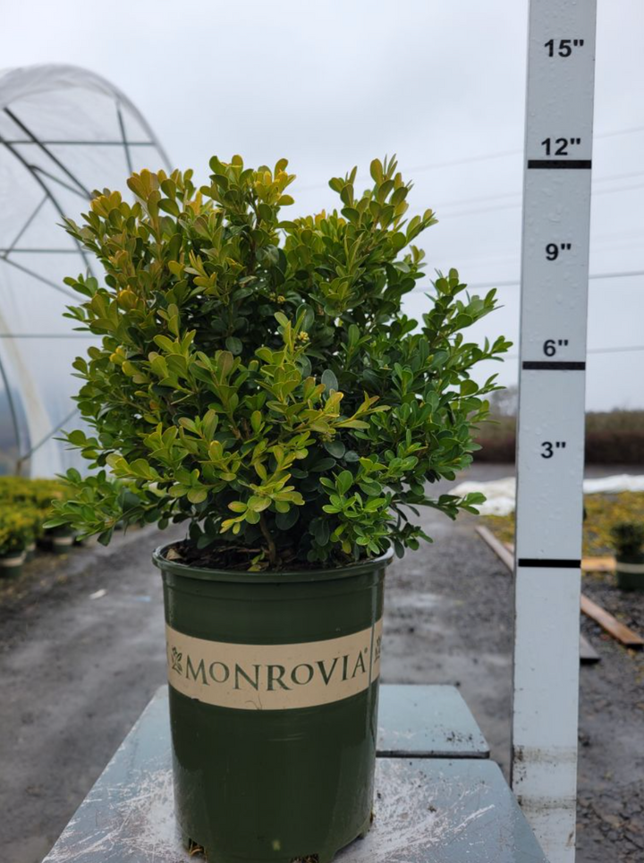 Green Beauty Boxwood